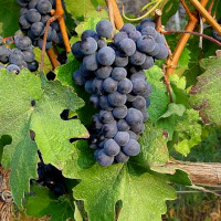 Der Barbera Nera 