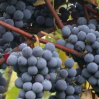 Der Cannonau