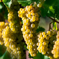 Der Chardonnay