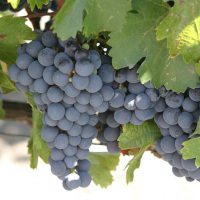 Der Malbec