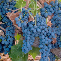 Der Nero d’Avola