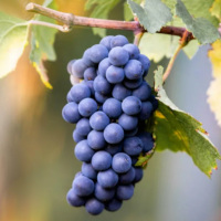 Der Pinot Noir (Spätburgunder)