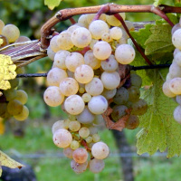 Der Riesling