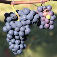 Der Tempranillo